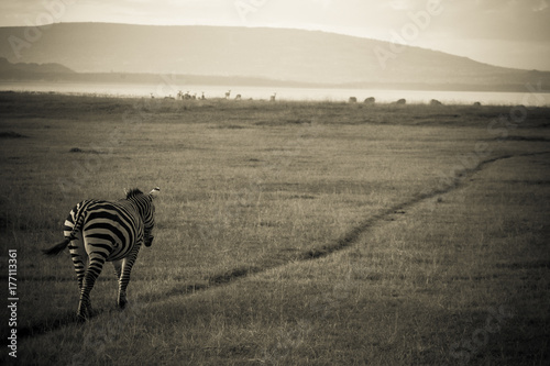 Lonely zebra walking along the way back home