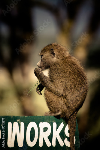 Nakuru's baboon social life while performing regular entertainment activities #1 photo