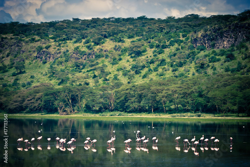 Group of flamingos fishing in Nakuru Lake photo