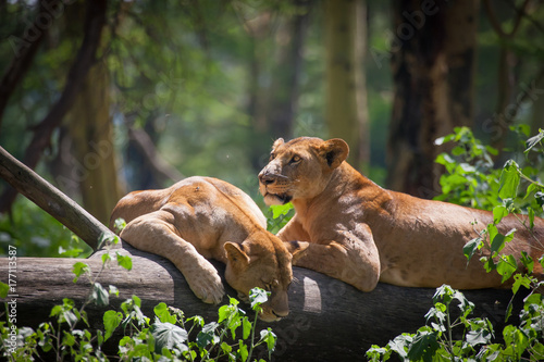Photos Lioness resting on an acacia trunk #2