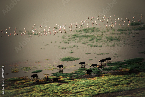Landscape of the banks of Lago Nakuru seen from above with several species of different animals #1 photo