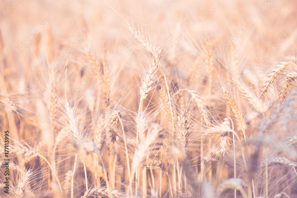 Photo of spikelets on blurred background Photo of spikelets on blurred background
