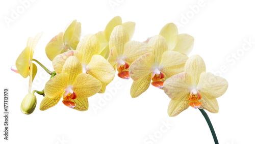 Fototapeta Naklejka Na Ścianę i Meble -  isolated gold orchid flowers with red dots