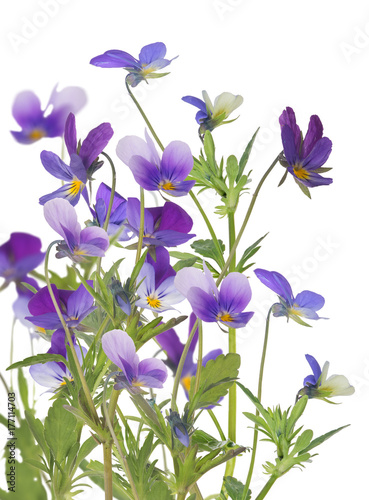 Fototapeta Naklejka Na Ścianę i Meble -  group of pansy blue isolated flowers