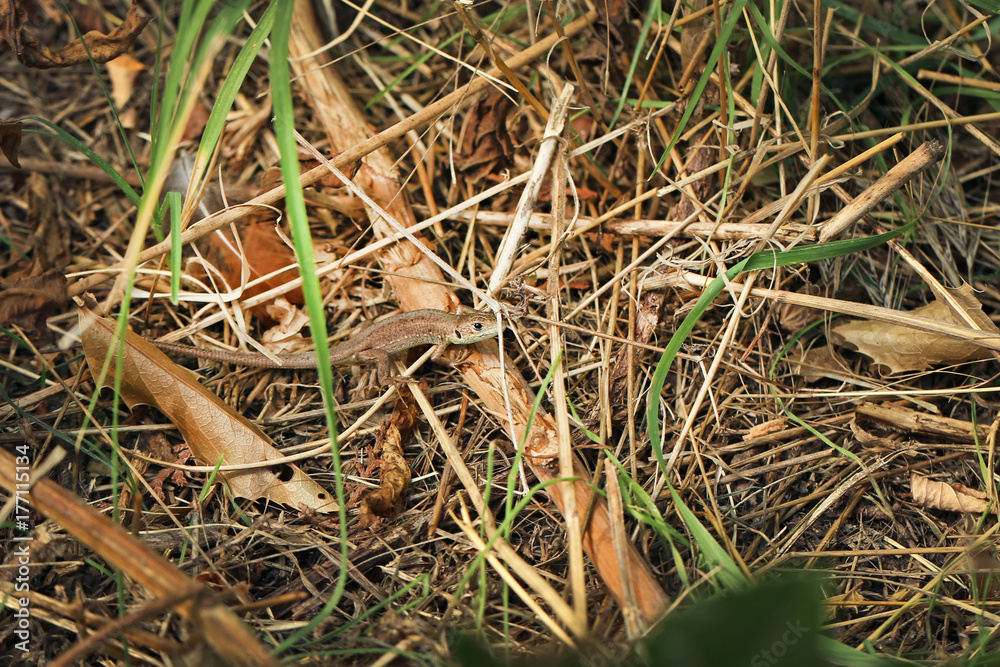 Little lizard in autumn park Little lizard in autumn park