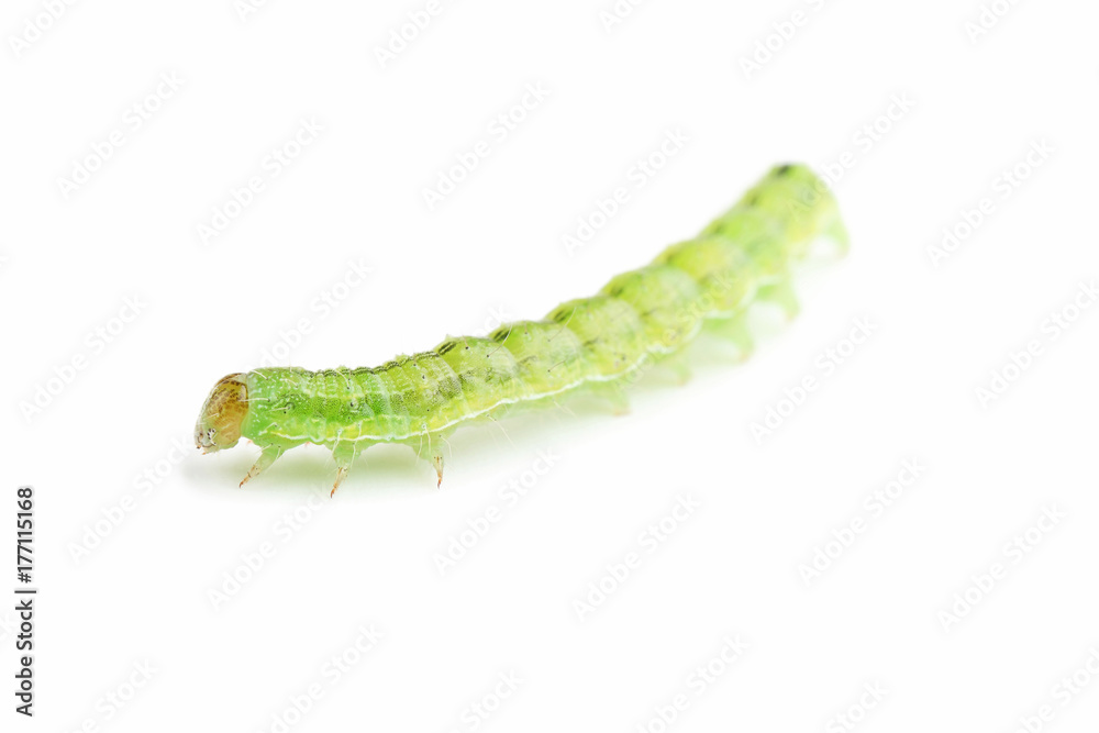 Green caterpillar isolated on white background