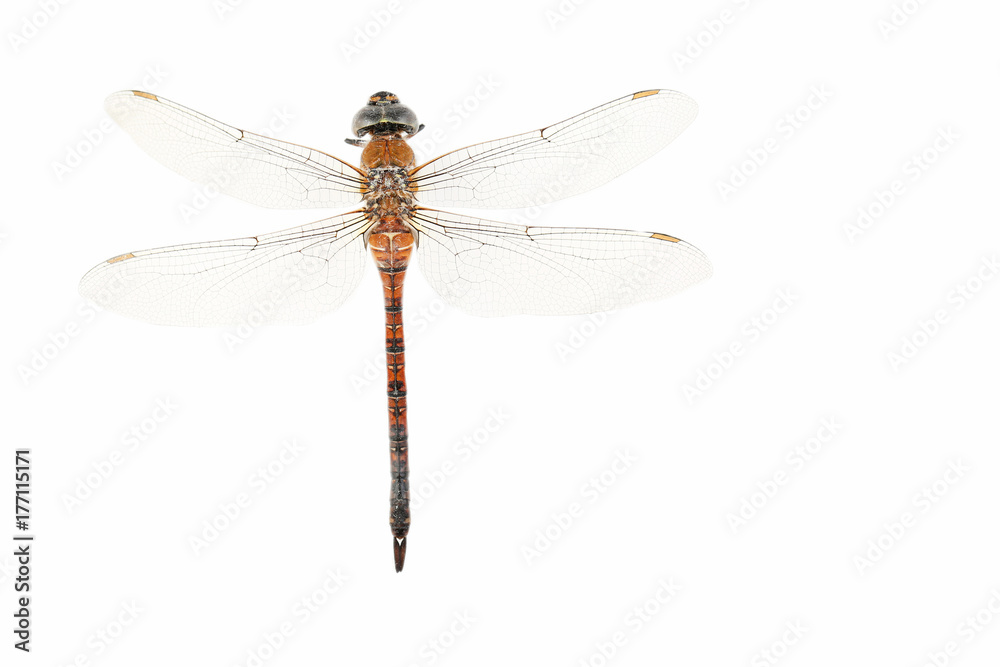 Dried dragonfly isolated on white Dried dragonfly isolated on white