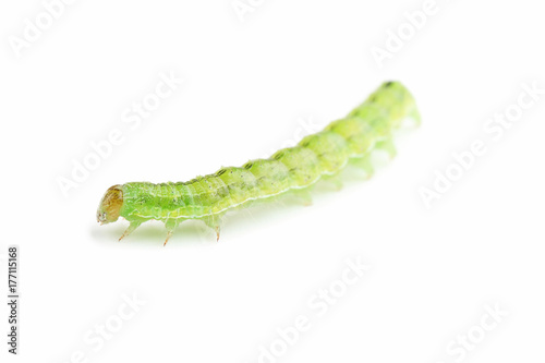 Green caterpillar isolated on white background