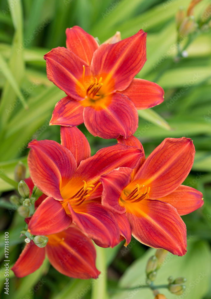 Lily  flower close-up