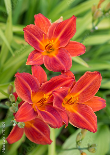 Lily  flower close-up © ottochka