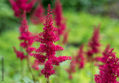 Astilbe chinensis flowers