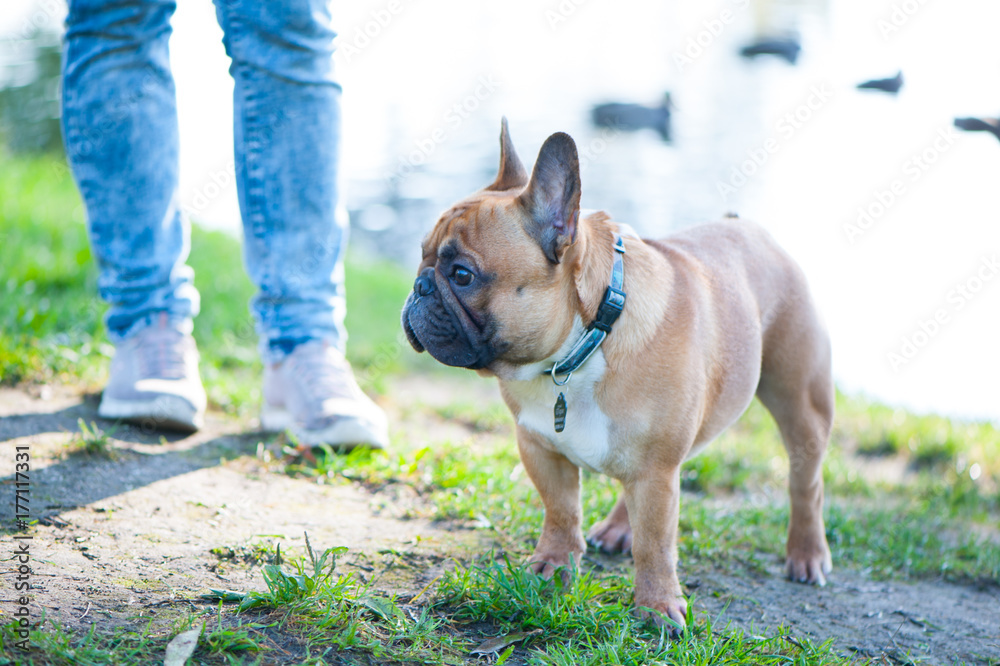 Dog.  French bulldog stands at the feet of the owner  against the lake. Summer background. Space for text.