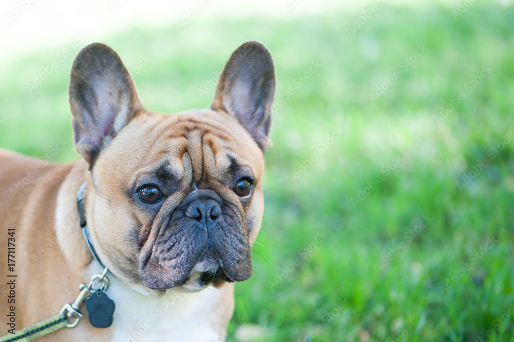 Dog. French bulldog portrait close-up. Space for text. Summer background.