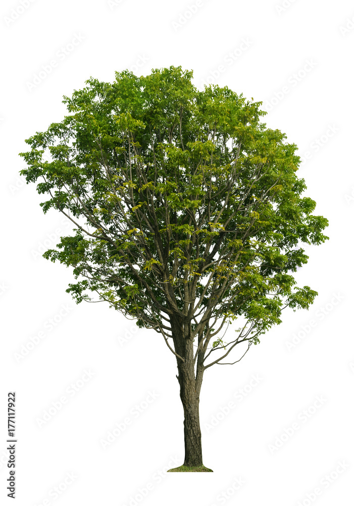 tree isolated on white background. tree isolated on white background.