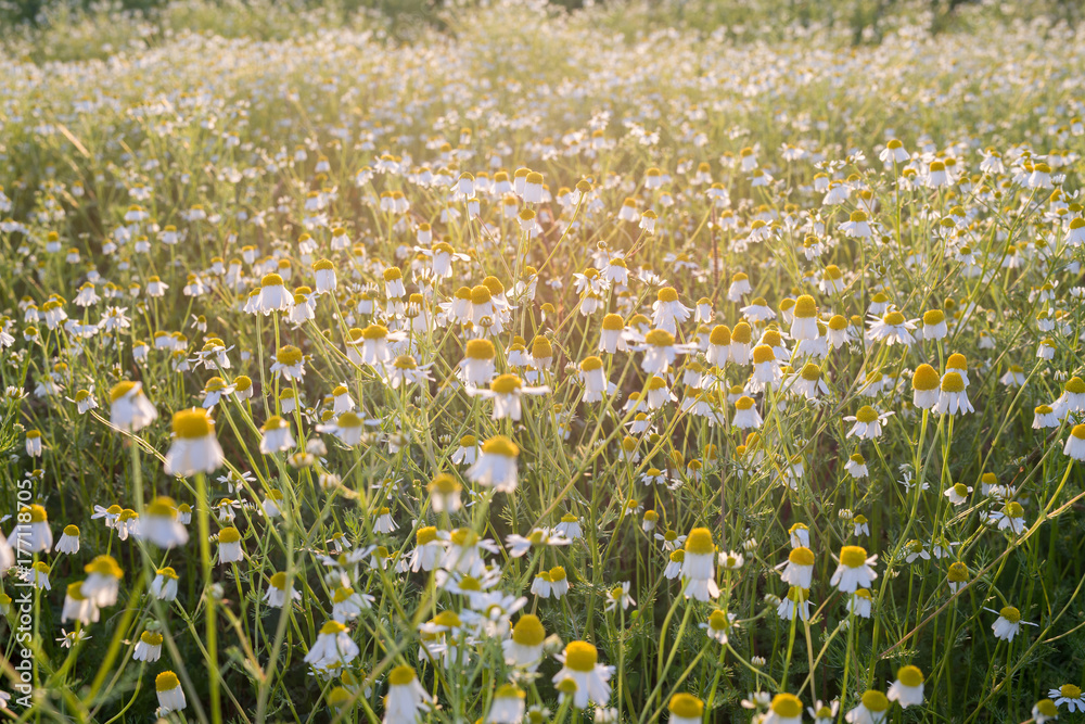Blooming chamomile on the field