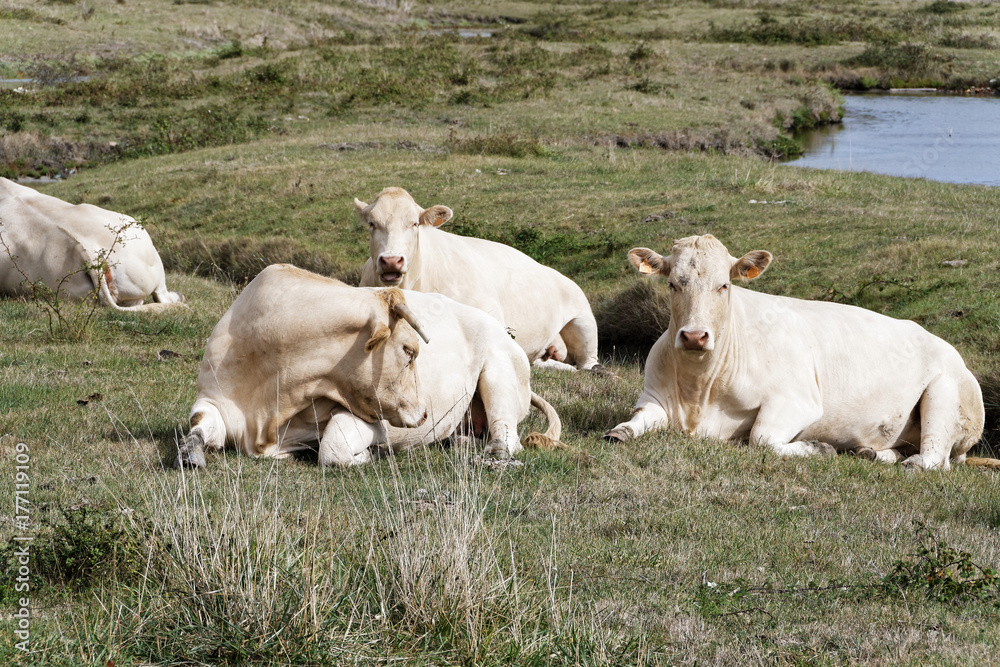 Troupeau de vaches Troupeau de vaches