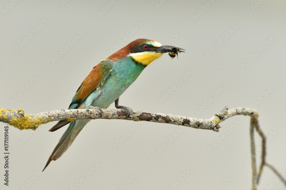 Obraz premium oiseau