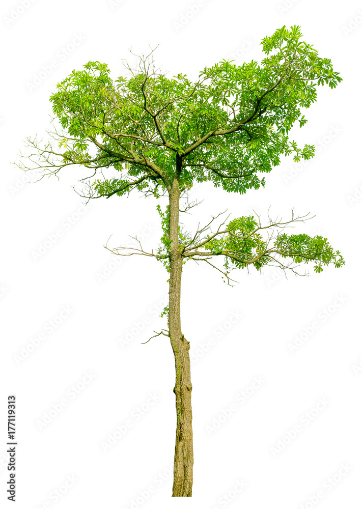 tree isolated on white background. tree isolated on white background.