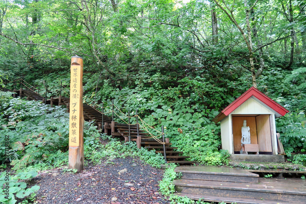 白神山地ブナ林散策道stock Photo Adobe Stock