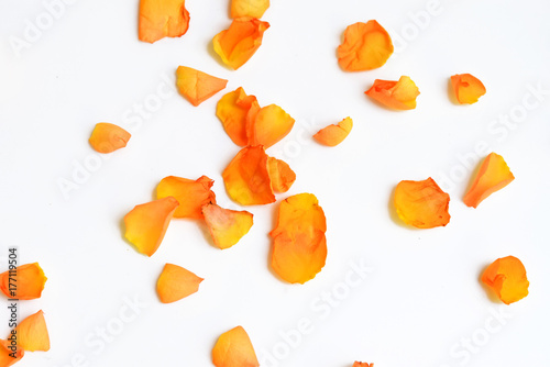 Petals of rose isolated on white background