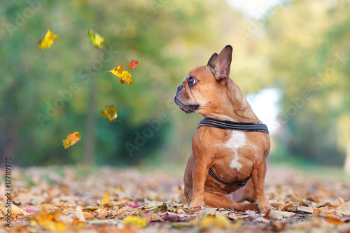 französische Bulldogge schaut fallenden Blättern hinterher