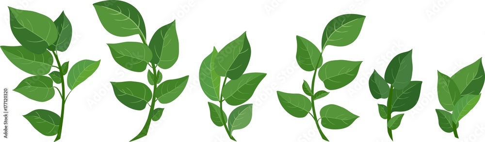 Set of green compound leaves on white background