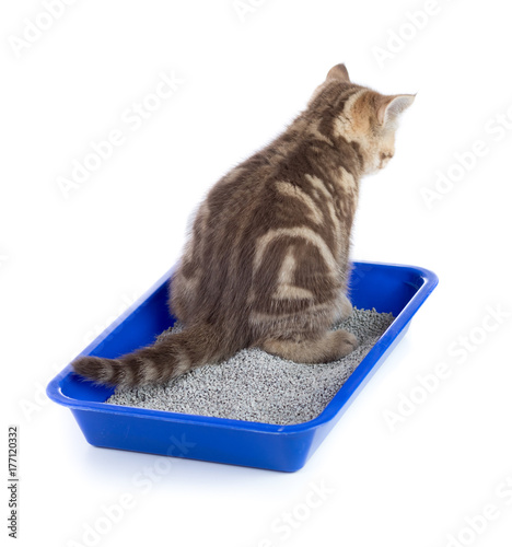 cat urinating in toilet tra...