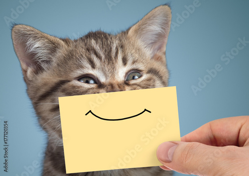 happy cat closeup portrait with funny smile on cardboard