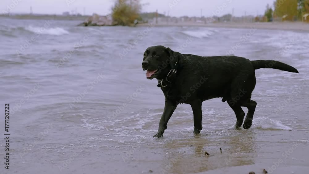 A black, affectionate Labrador walks in the autumn along the seashore, barks at the waves. HD, 1920x1080, slow motion. A black, affectionate Labrador walks in the autumn along the seashore, barks at the waves. HD, 1920x1080, slow motion.