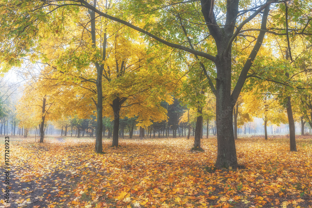 Fototapeta premium Autumn fog in city park