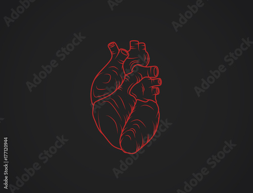 Human heart sketch. Anatomical heart illustration isolated. Enraved.
