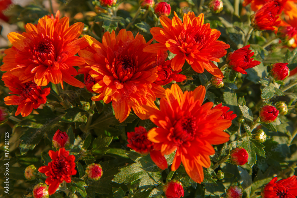 Blooming of a red chrysanthemum in green leaves in a bouquet at the daytime Blooming of a red chrysanthemum in green leaves in a bouquet at the daytime
