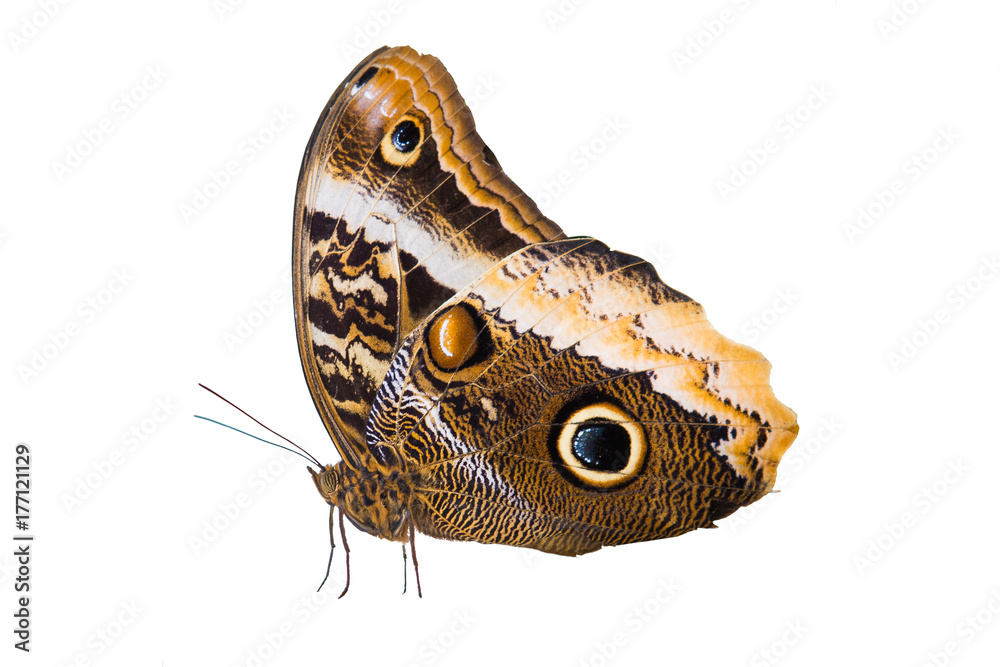 Fototapeta premium beautiful butterfly isolated on a white background