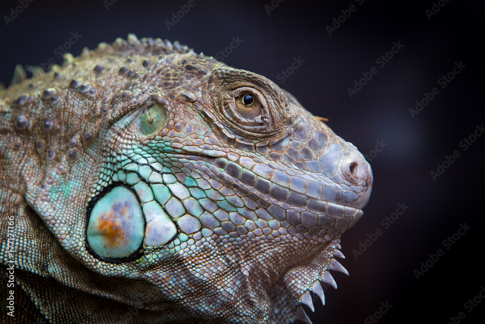 Obraz premium iguana lizard, close-up of the head