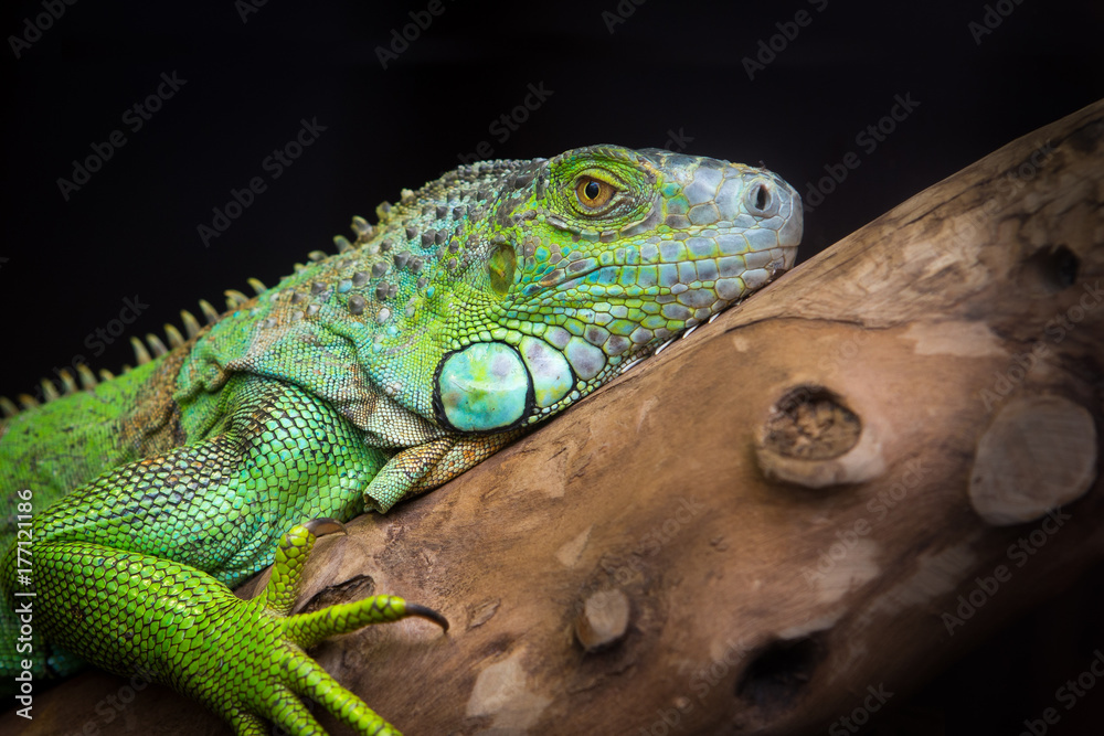 Obraz premium iguana lizard is resting on a branch