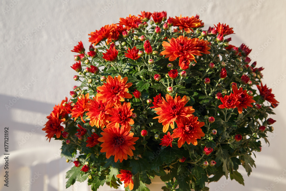 Blooming of a red chrysanthemum in green leaves in a bouquet at the daytime