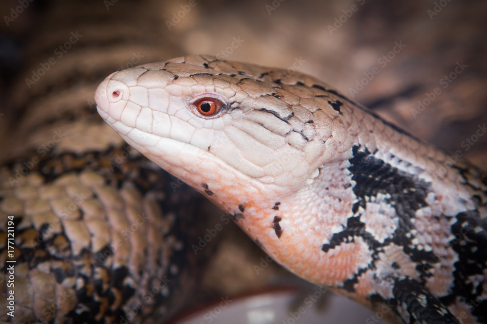 Fototapeta premium clos-up of a lizard's face