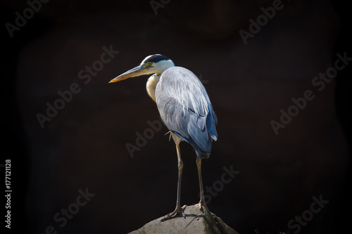 blue heron standing on a rock