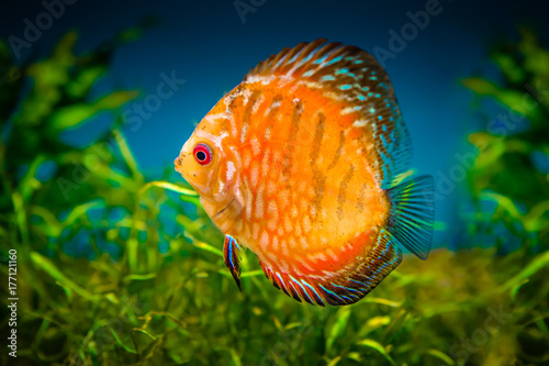 beautiful brown discus fish , side view