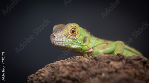 close-up of a green lizard on wood
