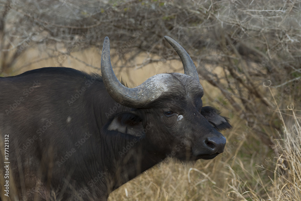 Fototapeta premium Bovidae, Cape buffalo,