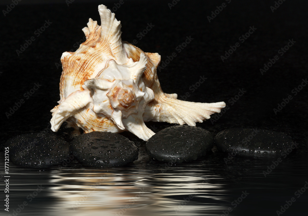Spa stones and sea shell on a dark background with water drops and reflection, copy space for your text