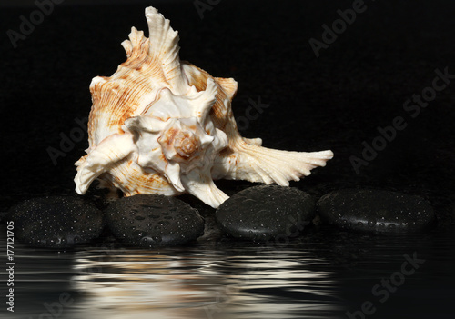 Spa stones and sea shell on a dark background with water drops and reflection, copy space for your text