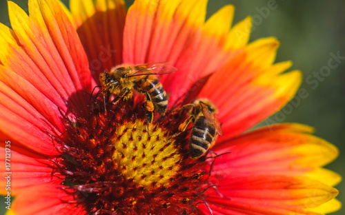 A bee on a red flower gathers nectar