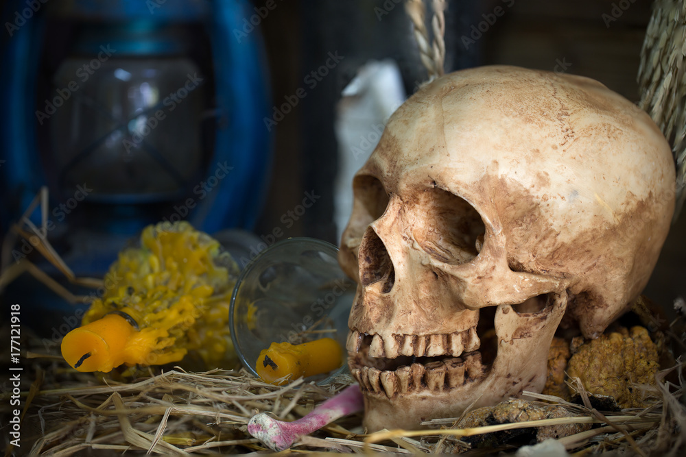 Still Life of Skull in the old barn in Halloween day Still Life of Skull in the old barn in Halloween day