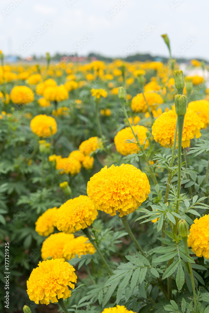 Marigold flowers with blue sky. Marigold flowers with blue sky.