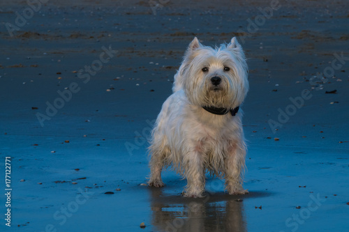 West Highland White Terrier at blue hour on the North Sea beach