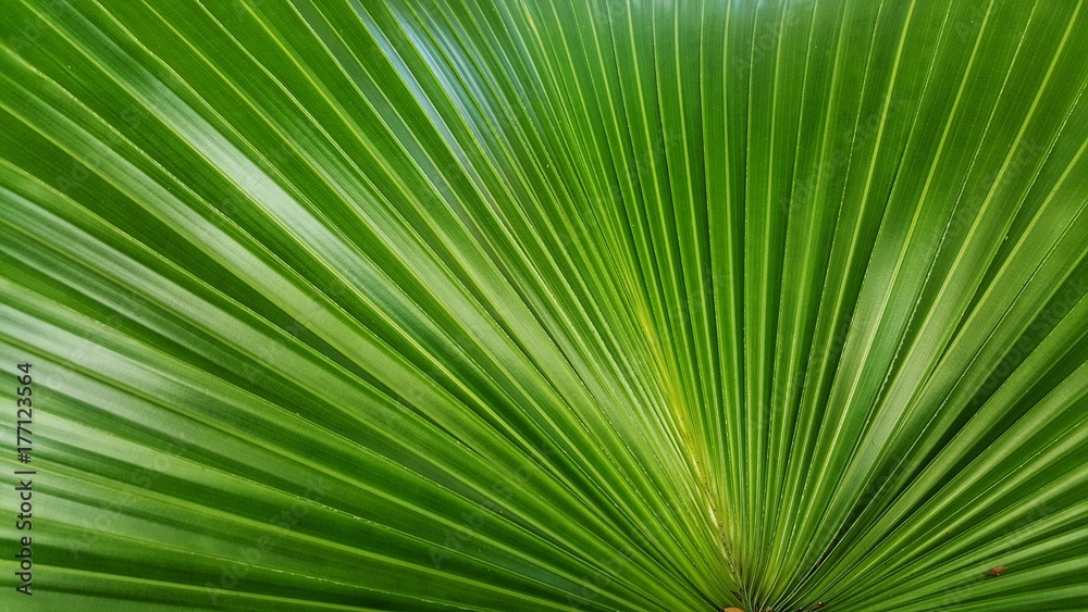 Abstract image of Green Palm leaves in nature
Abstract image of Green Palm leaves in nature