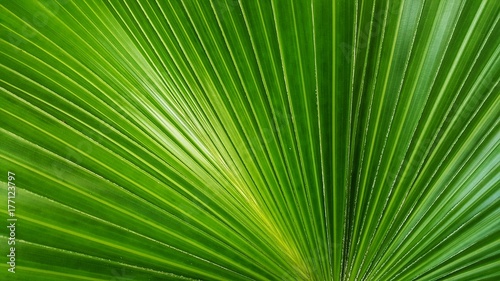 Abstract image of Green Palm leaves in nature  