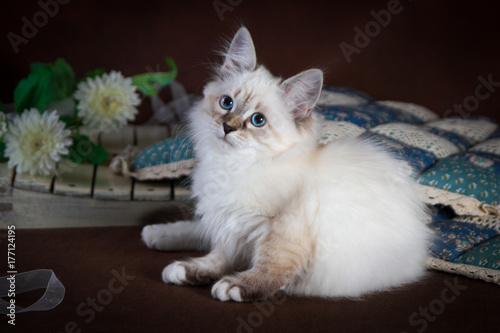 Purebred beautiful Neva masquerade cat, kitten on a brown background. Pillows and flowers as decoration. © tania_wild